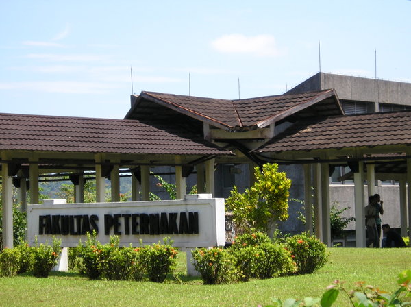 faterna